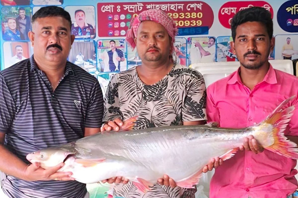 পদ্মা নদীর এক পাঙাশ বিক্রি ৬৭ হাজার টাকায়