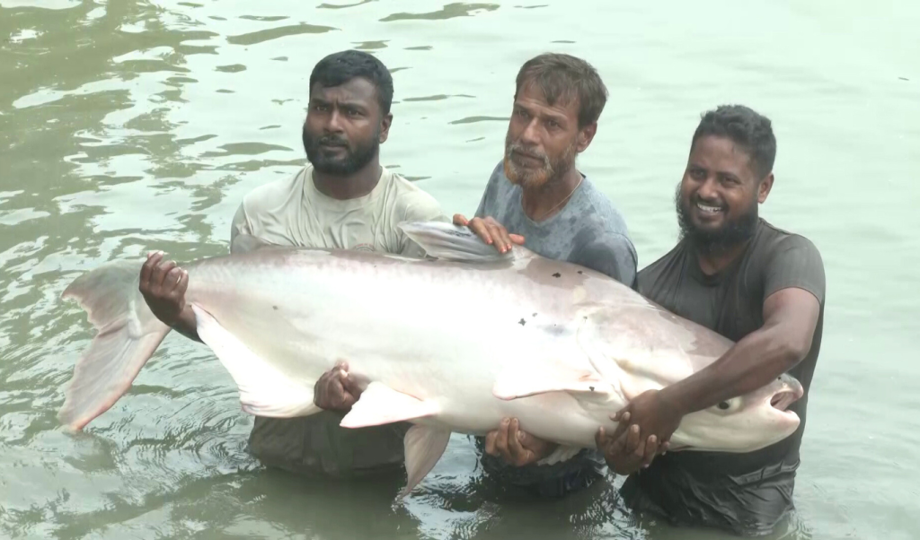 পুকুরে ১৬০ কেজির মেকং জায়ান্ট ক্যাটফিশ, একসঙ্গে ছাড়ে ৮০ লাখ ডিম 4 পুকুরে ১৬০ কেজির মেকং জায়ান্ট ক্যাটফিশ একসঙ্গে ছাড়ে ৮০ লাখ ডিম 1762261047 পুকুরে ১৬০ কেজির মেকং জায়ান্ট ক্যাটফিশ, একসঙ্গে ছাড়ে ৮০ লাখ ডিম