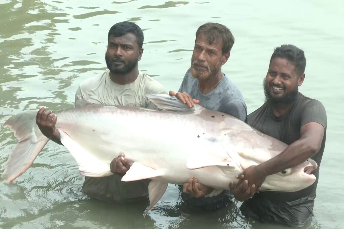 পুকুরে ১৬০ কেজির মেকং জায়ান্ট ক্যাটফিশ, একসঙ্গে ছাড়ে ৮০ লাখ ডিম
