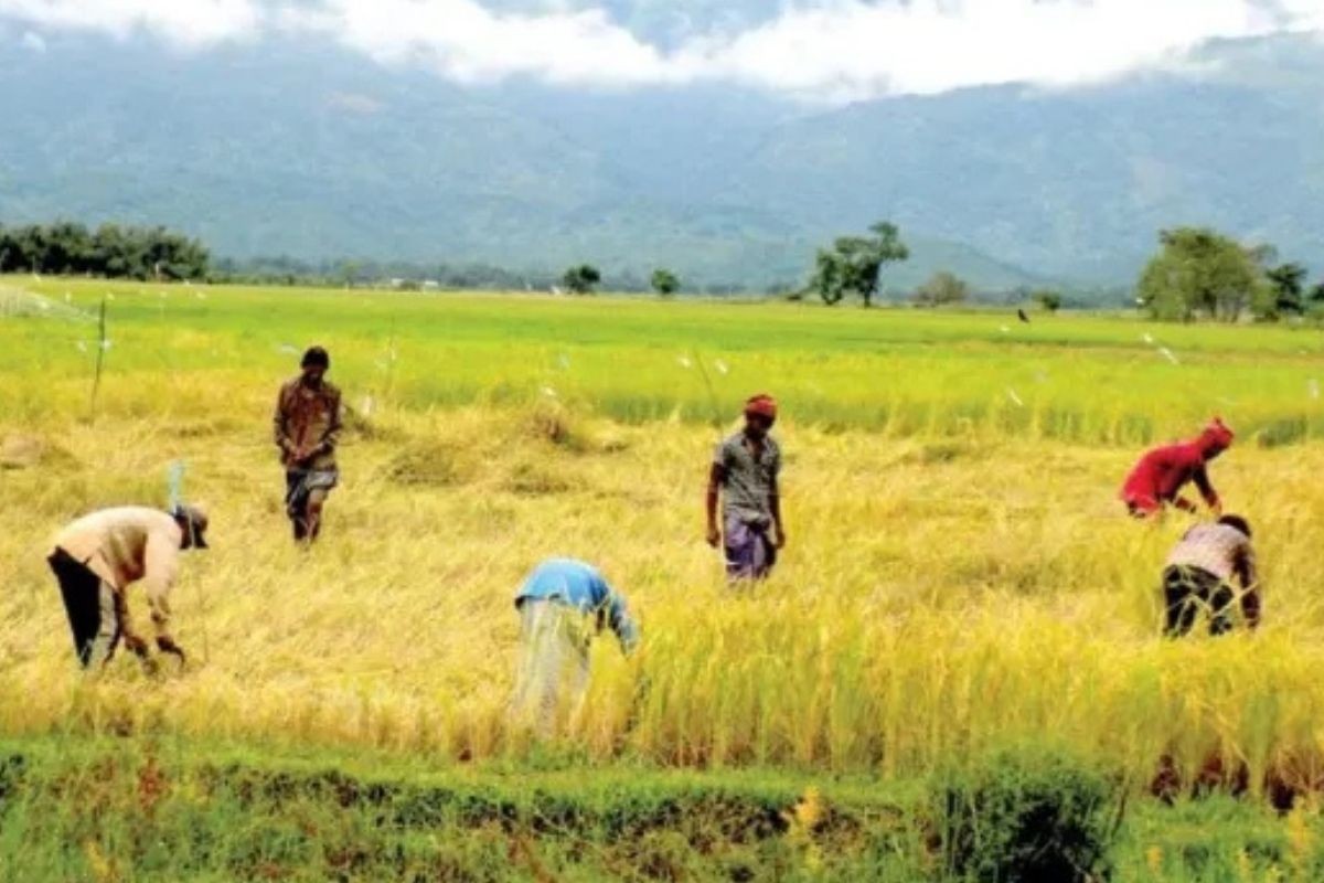 বাংলাদেশের কৃষিতে নীরব বিপ্লব: প্রযুক্তি, উদ্ভাবন ও কৃষকের ঘামেই বদলে গেছে কৃষির চিত্র