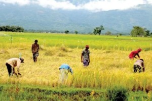 বাংলাদেশের কৃষিতে নীরব বিপ্লব: প্রযুক্তি, উদ্ভাবন ও কৃষকের ঘামেই বদলে গেছে কৃষির চিত্র