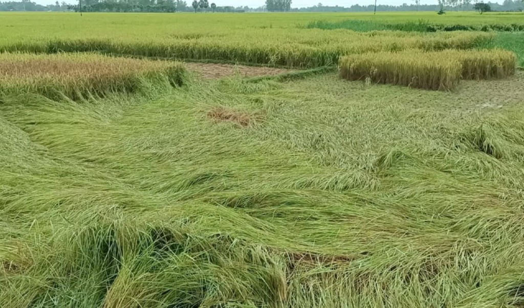 বৈরী আবহাওয়ায় পাকা আমন ধান নষ্ট, চরম বিপাকে হিলির কৃষকেরা 4 বৈরী আবহাওয়ায় পাকা আমন ধান নষ্ট চরম বিপাকে হিলির কৃষকেরা 1762073293 বৈরী আবহাওয়ায় পাকা আমন ধান নষ্ট, চরম বিপাকে হিলির কৃষকেরা