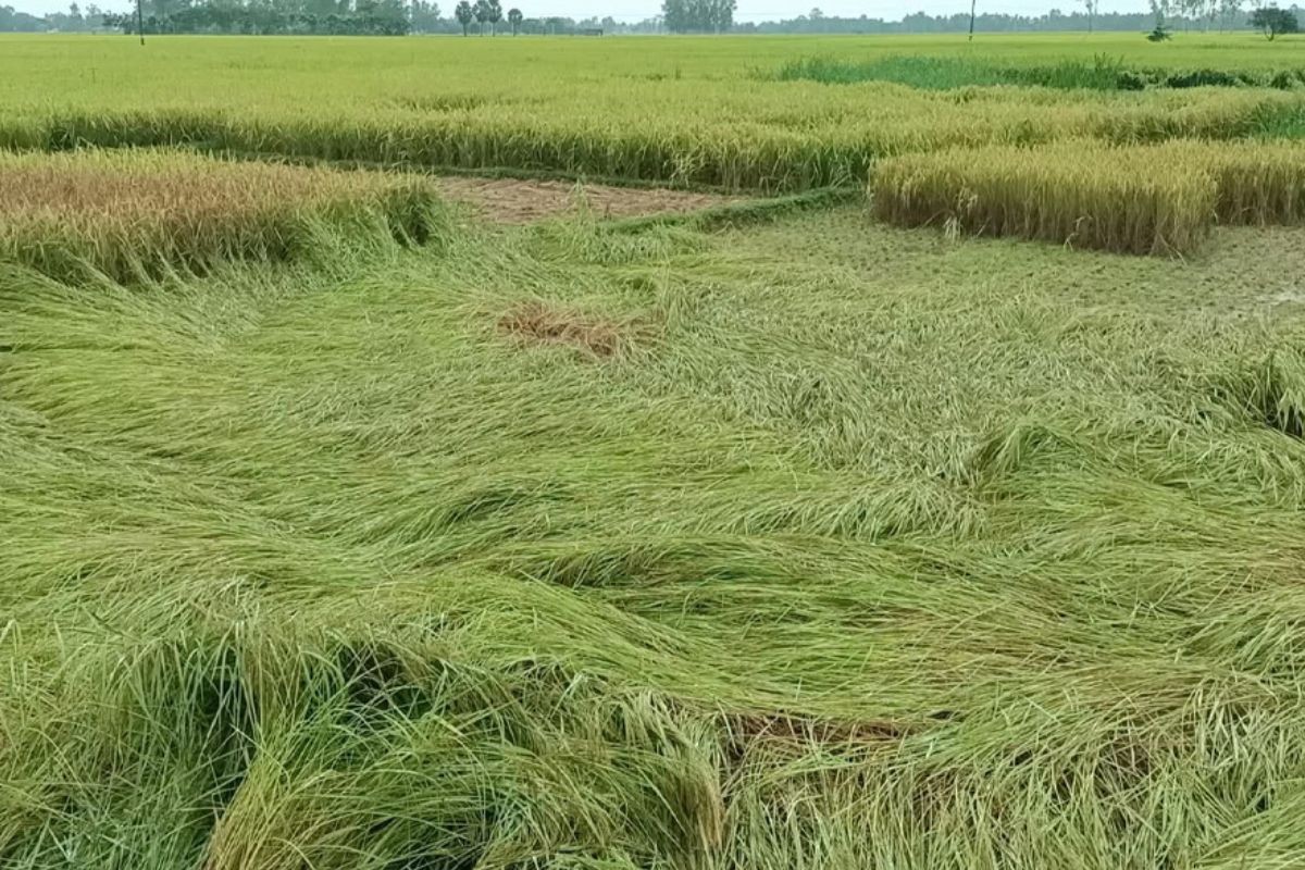 বৈরী আবহাওয়ায় পাকা আমন ধান নষ্ট, চরম বিপাকে হিলির কৃষকেরা