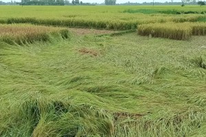 বৈরী আবহাওয়ায় পাকা আমন ধান নষ্ট, চরম বিপাকে হিলির কৃষকেরা