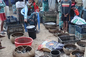 হাওরের তাজা মাছের হাট, দুই ঘণ্টায় শেষ বিক্রি