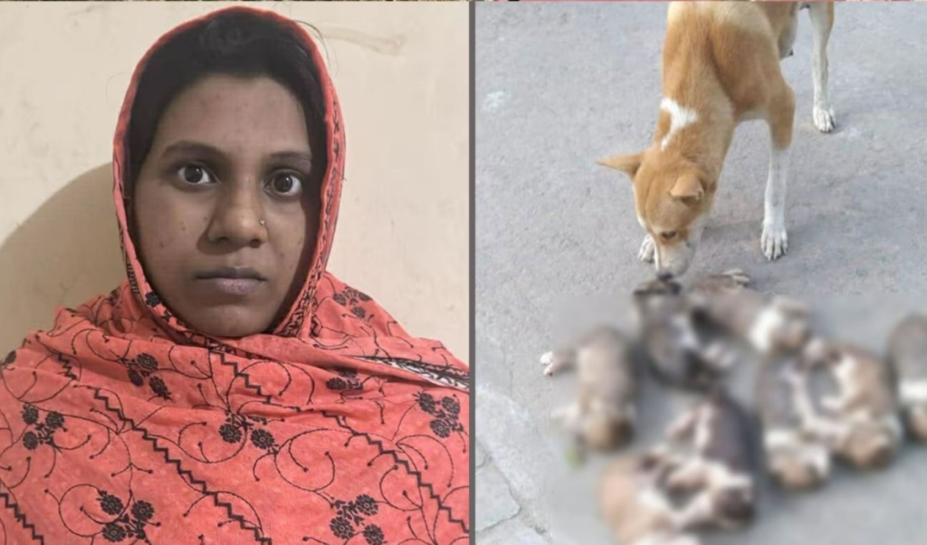 পাবনার ঈশ্বরদীতে ৮ কুকুরছানা হত্যা অভিযুক্ত সরকারি কর্মকর্তার স্ত্রী গ্রেপ্তার 1764773131 পাবনার ঈশ্বরদীতে ৮ কুকুরছানা হত্যা: অভিযুক্ত সরকারি কর্মকর্তার স্ত্রী গ্রেপ্তার