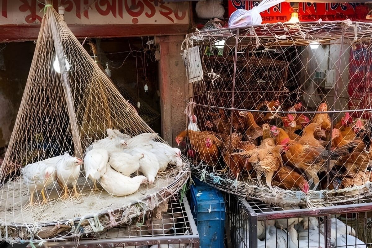 মাছ-মাংস-ডিম—সবকিছুর দাম বেড়েছে