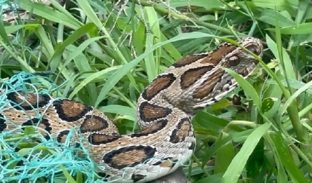 রাজশাহীতে সাপের কামড়ের ঘটনা বৃদ্ধি কারণ ও পরিসংখ্যান 1766725420 রাজশাহীতে সাপের কামড়ের ঘটনা বৃদ্ধি: কারণ ও পরিসংখ্যান