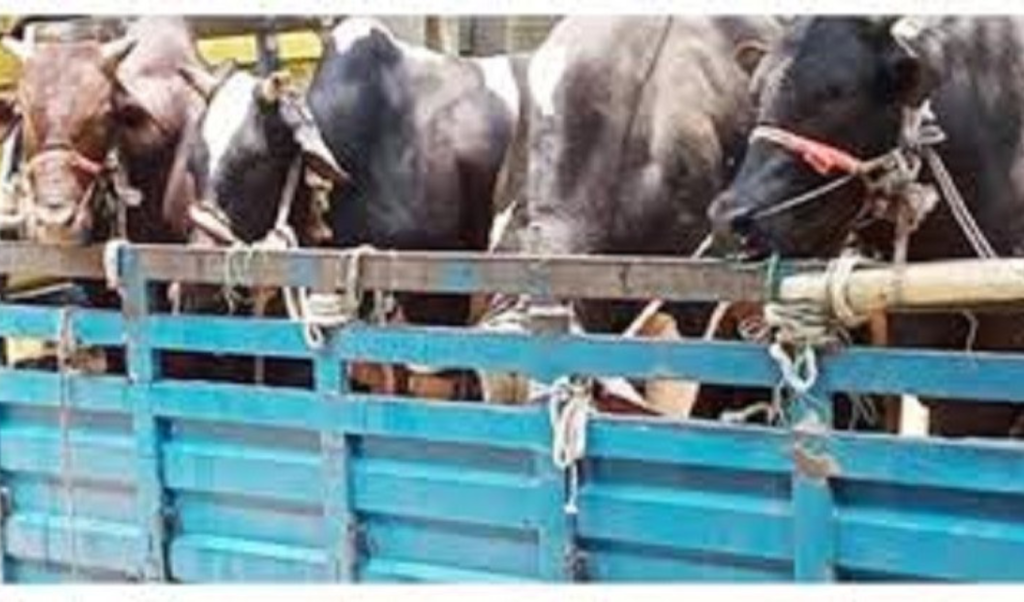 শায়েস্তাগঞ্জে ব্যবসায়ীর ৭টি ষাড় গরু ও পিকআপসহ ছিনতাই 1766840509 শায়েস্তাগঞ্জে ব্যবসায়ীর ৭টি ষাড় গরু ও পিকআপসহ ছিনতাই