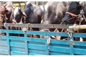 শায়েস্তাগঞ্জে ব্যবসায়ীর ৭টি ষাড় গরু ও পিকআপসহ ছিনতাই