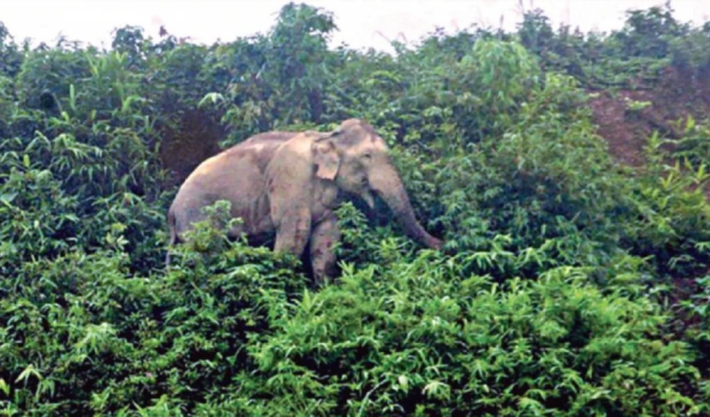 বান্দরবানে বন্যহাতির ভিডিও করতে গিয়ে প্রাণ হারালেন যুবক 1767521249 বান্দরবানে বন্যহাতির ভিডিও করতে গিয়ে প্রাণ হারালেন যুবক