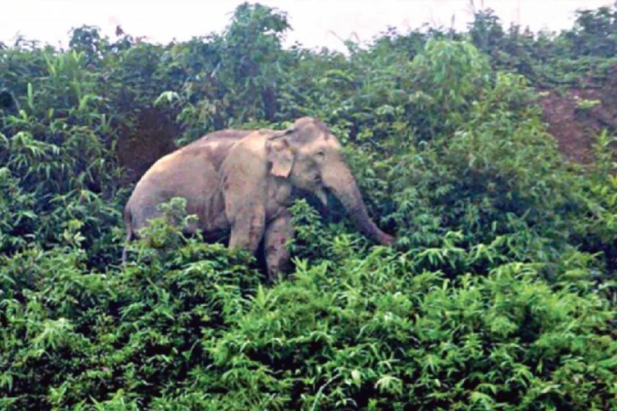 বান্দরবানে বন্যহাতির ভিডিও করতে গিয়ে প্রাণ হারালেন যুবক