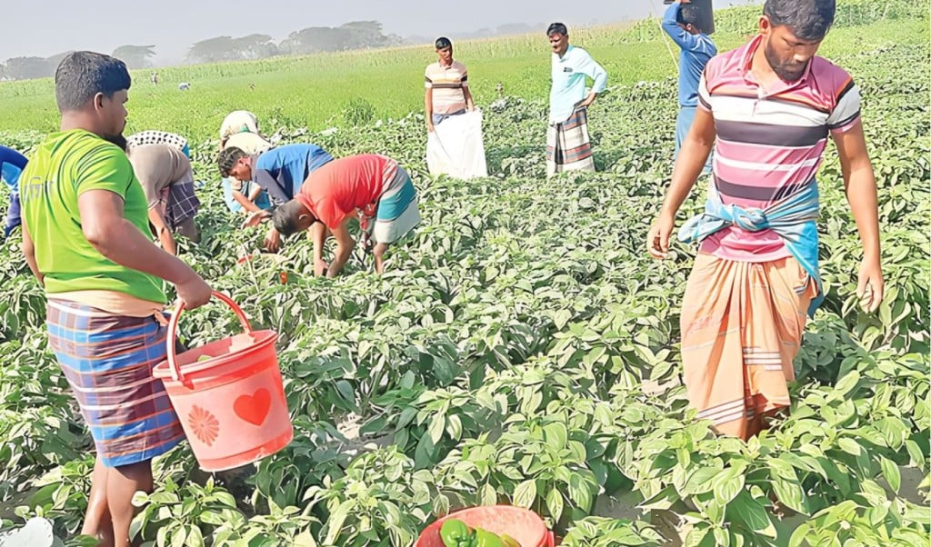 ভোলার চরে ৪ বছরের ক্যাপসিকাম অর্জন উৎপাদন বেড়ে তিনগুণ 1768106480 ভোলার চরে ৪ বছরের ক্যাপসিকাম অর্জন: উৎপাদন বেড়ে তিনগুণ