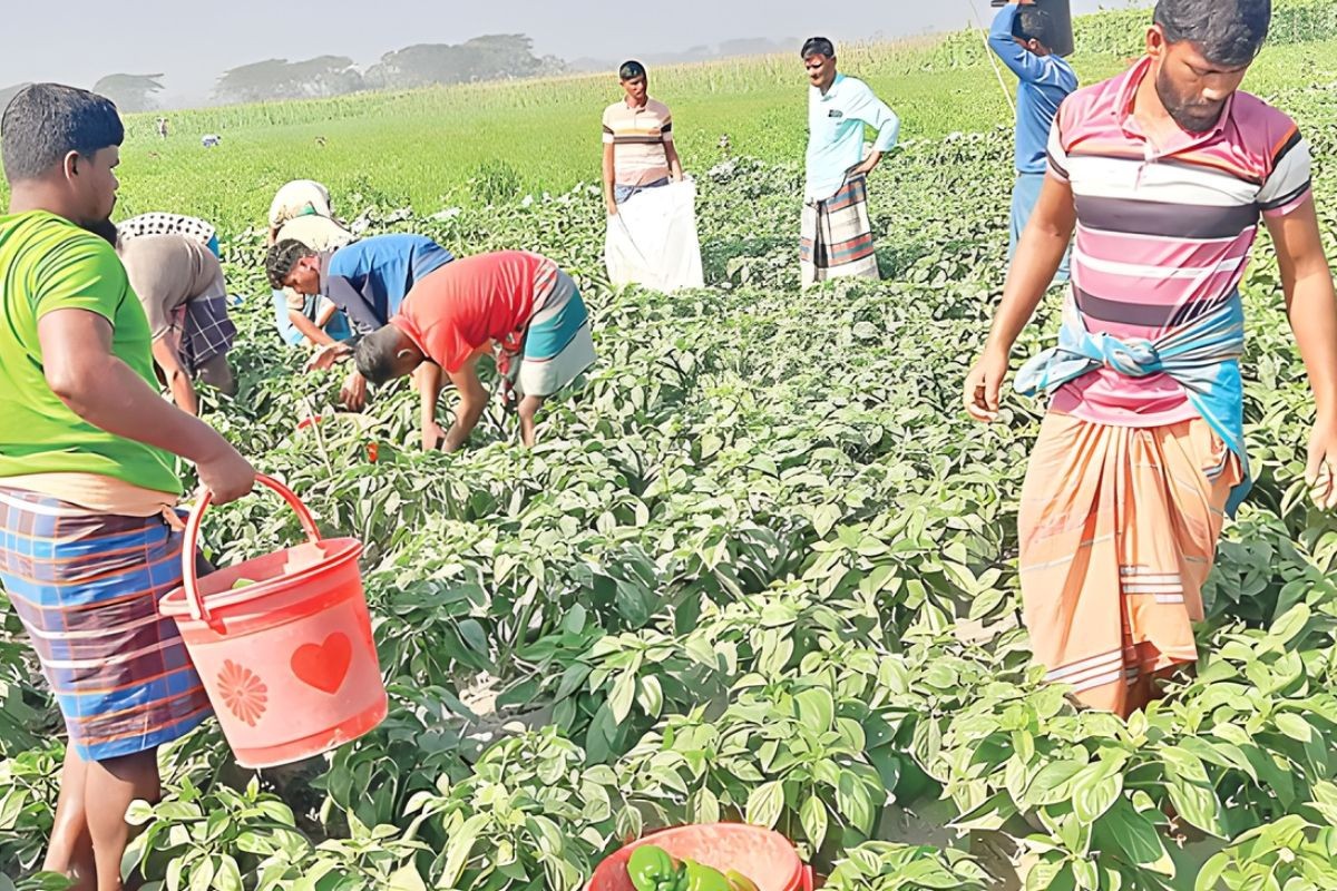 ভোলার চরে ৪ বছরের ক্যাপসিকাম অর্জন: উৎপাদন বেড়ে তিনগুণ