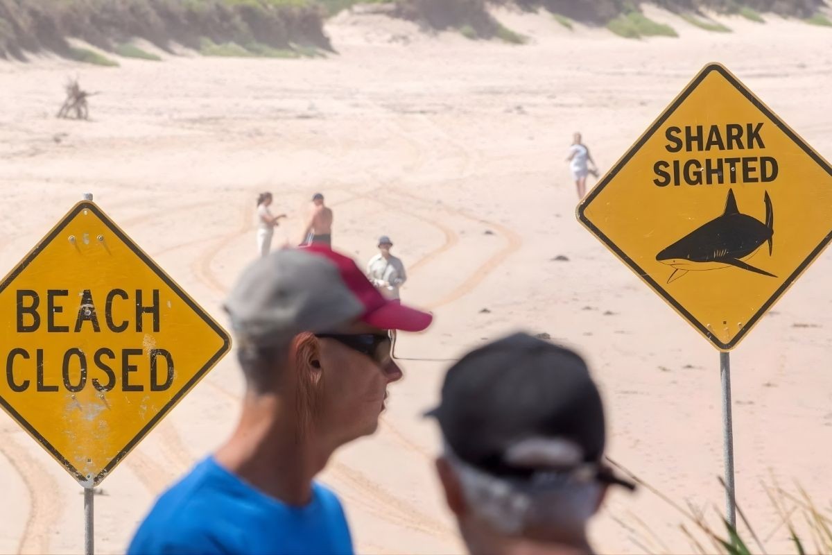 সিডনিতে হাঙ্গরের আক্রমণ কেন বেড়েছে