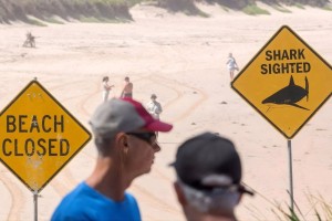 সিডনিতে হাঙ্গরের আক্রমণ কেন বেড়েছে