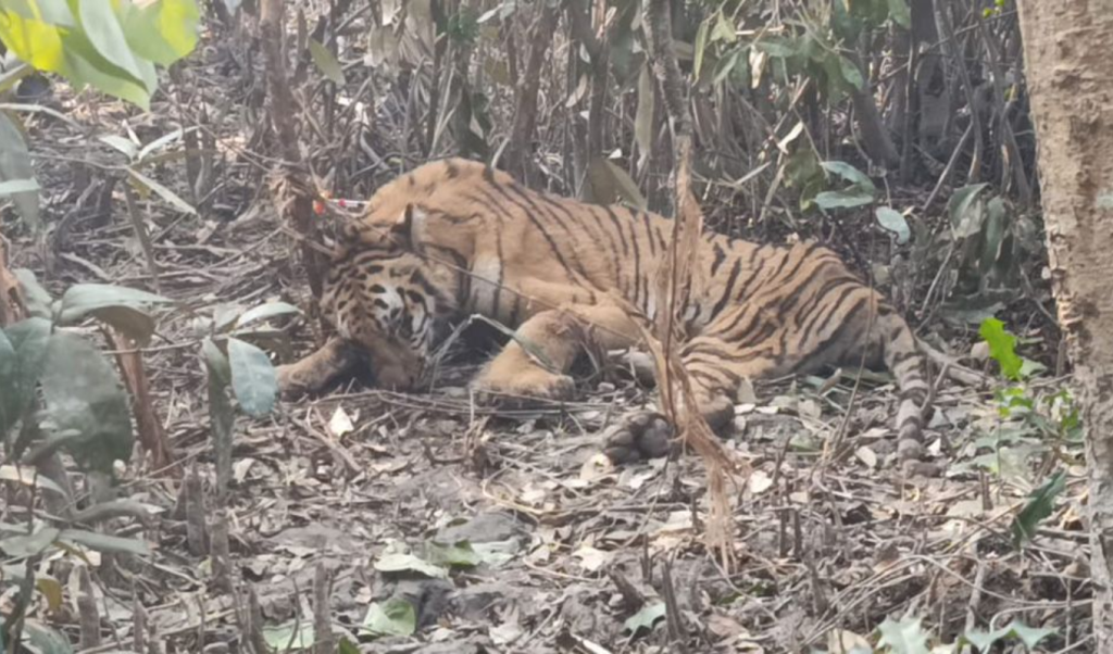 হরিণ শিকারের ফাঁদে বাঘ আটক বন বিভাগের অভিযানে উদ্ধার 1767529317 হরিণ শিকারের ফাঁদে বাঘ আটক, বন বিভাগের অভিযানে উদ্ধার