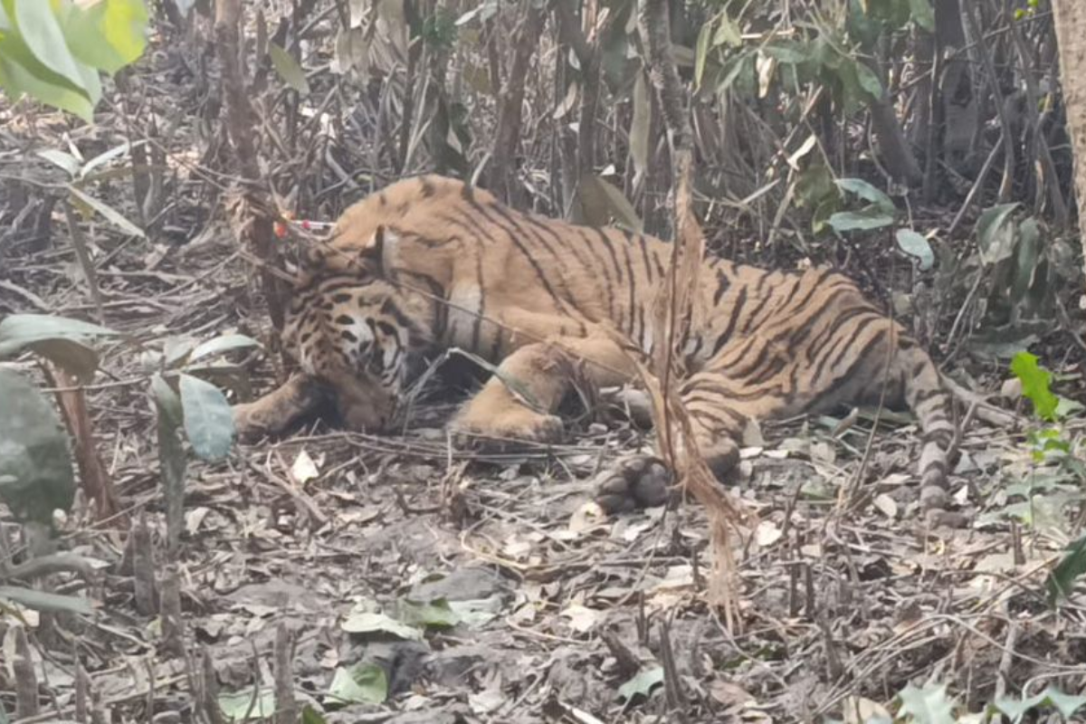 হরিণ শিকারের ফাঁদে বাঘ আটক, বন বিভাগের অভিযানে উদ্ধার