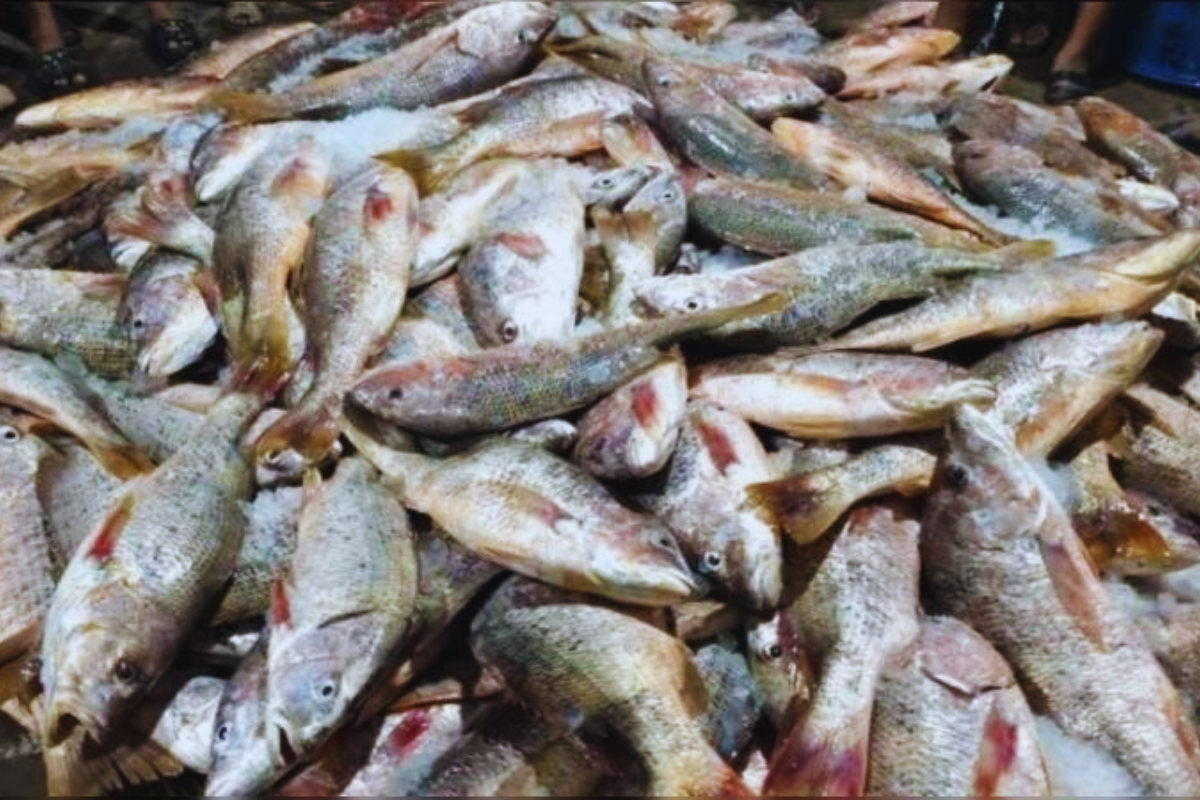 এক জালে ১১০০ লাল কোরাল, বিক্রি ৩১ লাখ টাকা