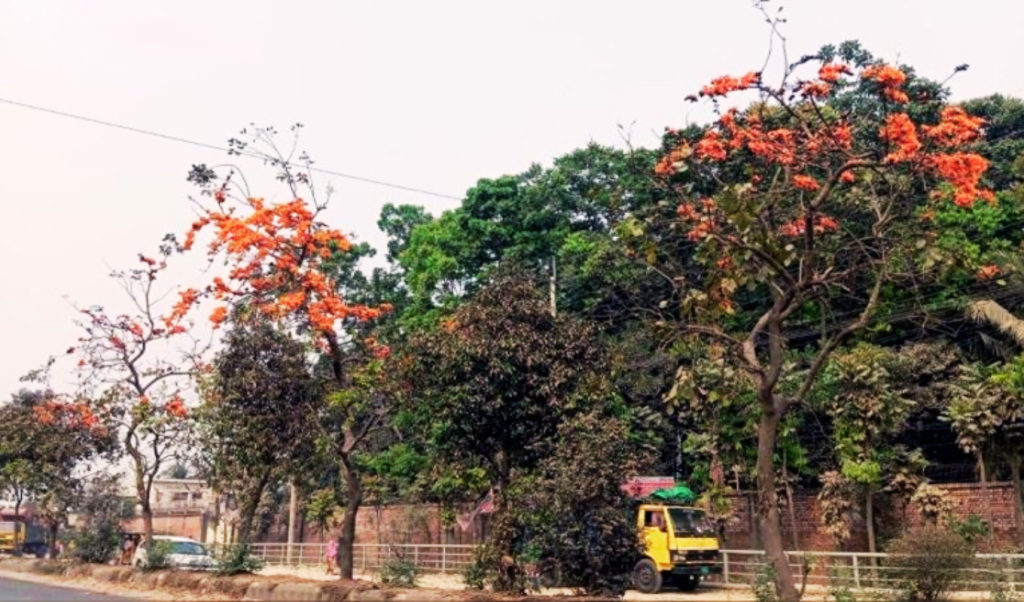 ঢাকা ময়মনসিংহ মহাসড়কে রক্তিম পলাশের সৌন্দর্য ঢাকা-ময়মনসিংহ মহাসড়কে রক্তিম পলাশের সৌন্দর্য