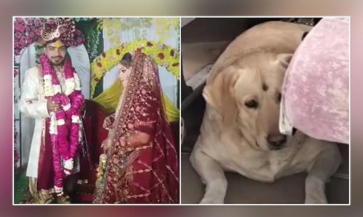 পোষ্য কুকুরকে কেন্দ্র করে বিয়েবাড়িতে তুলকালাম ও রক্তক্ষয়ী সংঘর্ষ