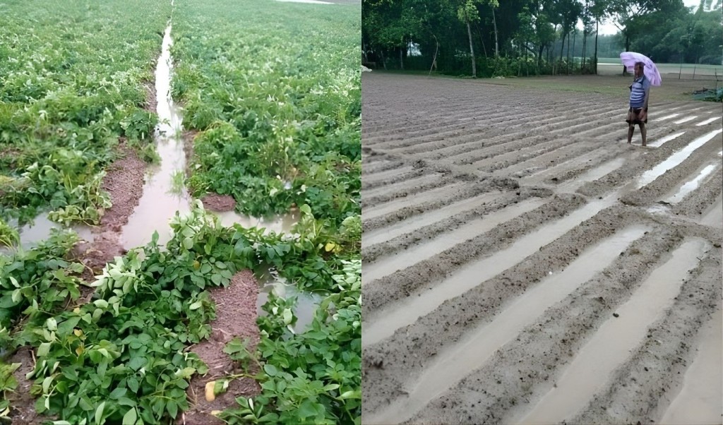 “ভোটের লোভে, আলুর কথা ভুলে যায়।”
