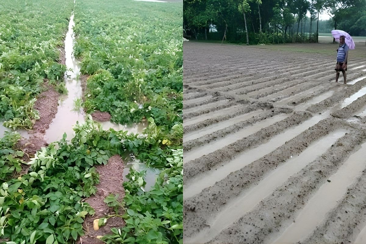 “ভোটের লোভে, আলুর কথা ভুলে যায়।”