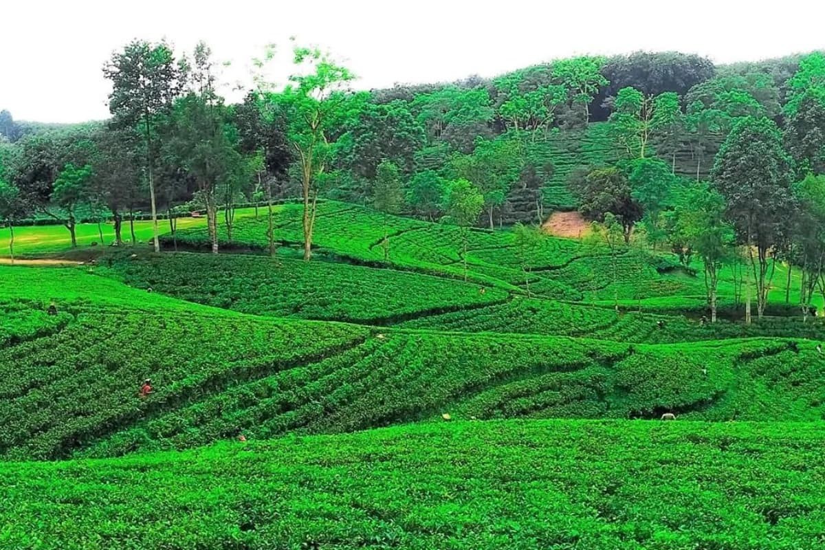 উত্তরের জেলাগুলোতে চা উৎপাদনে নতুন রেকর্ড