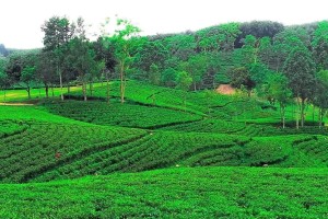 উত্তরের জেলাগুলোতে চা উৎপাদনে নতুন রেকর্ড
