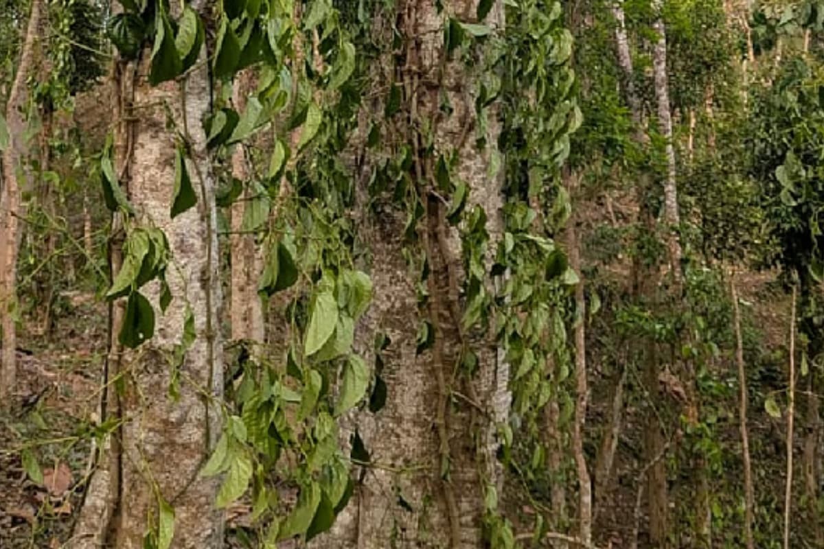 কুলাউড়ায় খাসিয়াপুঞ্জিতে সহস্রাধিক পানগাছ কেটে ফেলে দুর্বৃত্তরা