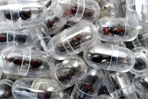 কেনিয়ায় ২০০০ রানি পিঁপড়া পাচার চেষ্টা ব্যর্থ