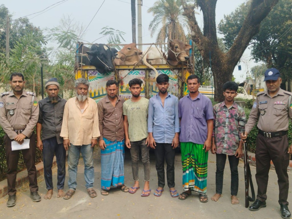 গাজীপুরে আধা ঘণ্টায় ১৯ গরু উদ্ধার গাজীপুরে আধা ঘণ্টায় ১৯ গরু উদ্ধার