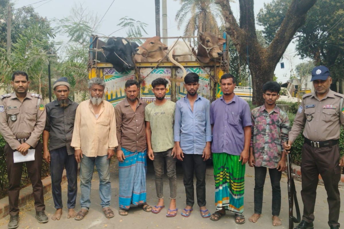 গাজীপুরে আধা ঘণ্টায় ১৯ গরু উদ্ধার