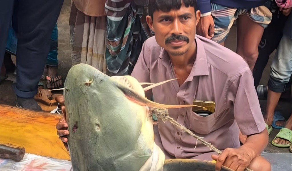 ব্রহ্মপুত্রে ধরা পড়ল বিশাল ৯০ কেজির বাঘাইড় ব্রহ্মপুত্রে ধরা পড়ল বিশাল ৯০ কেজির বাঘাইড়