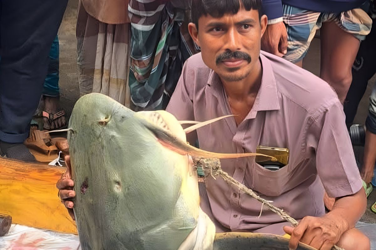 ব্রহ্মপুত্রে ধরা পড়ল বিশাল ৯০ কেজির বাঘাইড়