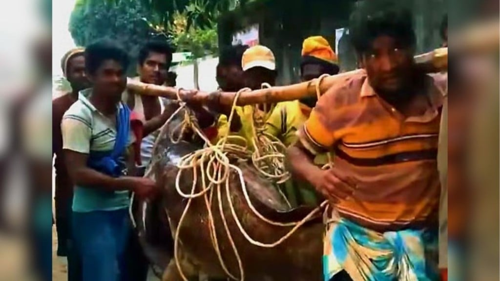 সেন্ট মার্টিনের সাগরে বিশাল বোল মাছ জালে ২০৫ কেজি সেন্ট মার্টিনের সাগরে বিশাল বোল মাছ: জালে ২০৫ কেজি