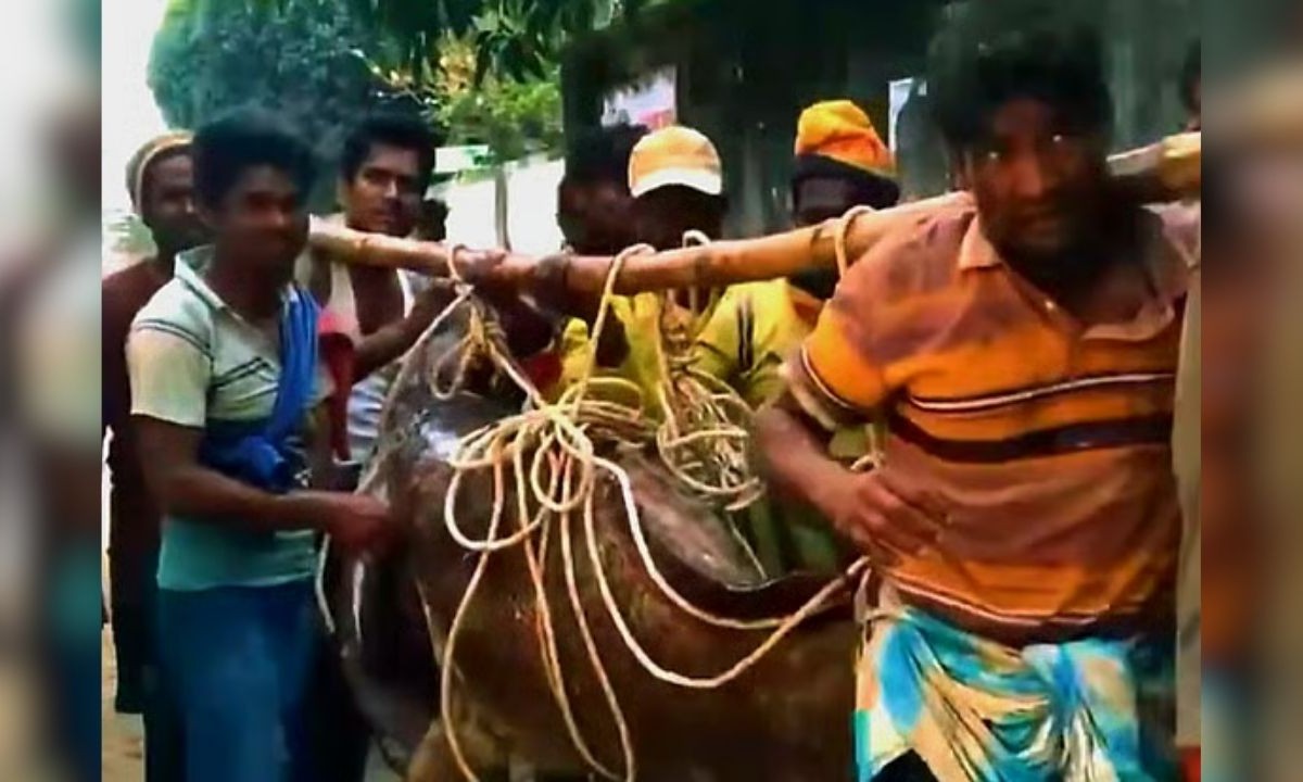 সেন্ট মার্টিনের সাগরে বিশাল বোল মাছ: জালে ২০৫ কেজি