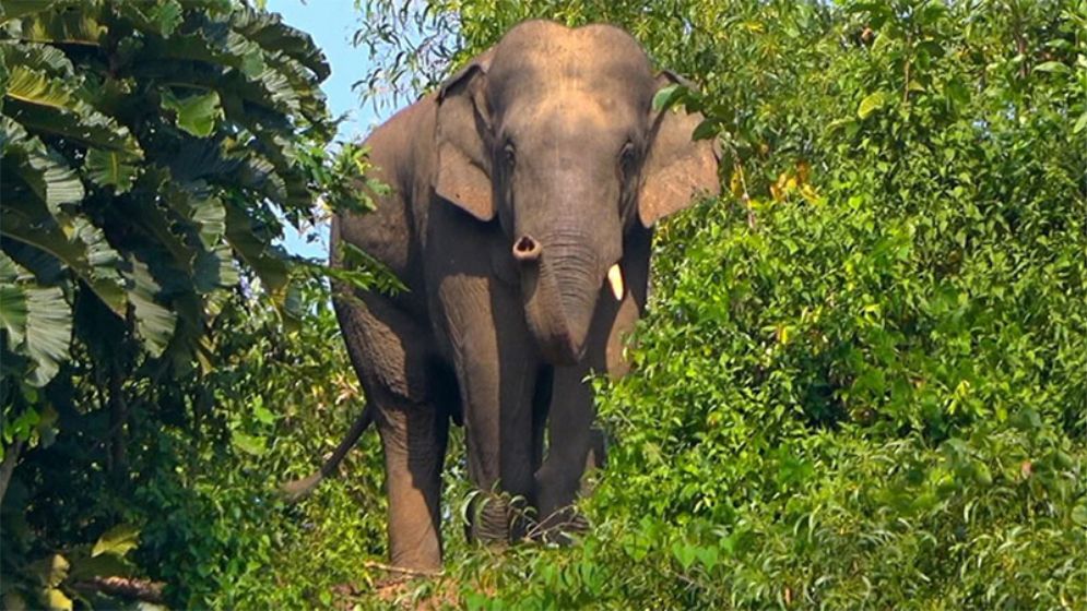 রামুতে বন্য হাতির আক্রমণে মা-মেয়ের মৃত্যু