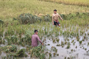 আকস্মিক বন্যার শঙ্কায় হাওরের কৃষক