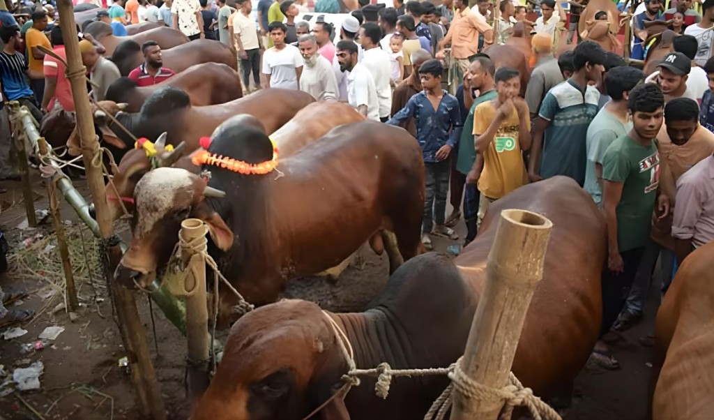 ঢাকায় ২৬ পশুর হাট বসবে ঢাকায় ২৬ পশুর হাট বসবে