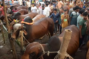 ঢাকায় ২৬ পশুর হাট বসবে
