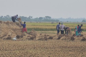 ধান চাষে খরচ বাড়ায় সংকটে কৃষক