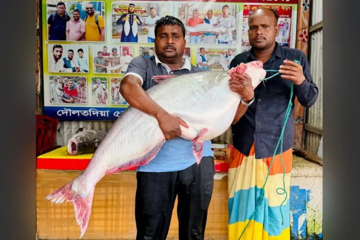 পদ্মায় ধরা পাঙাশে ৭০ হাজার টাকা দাম