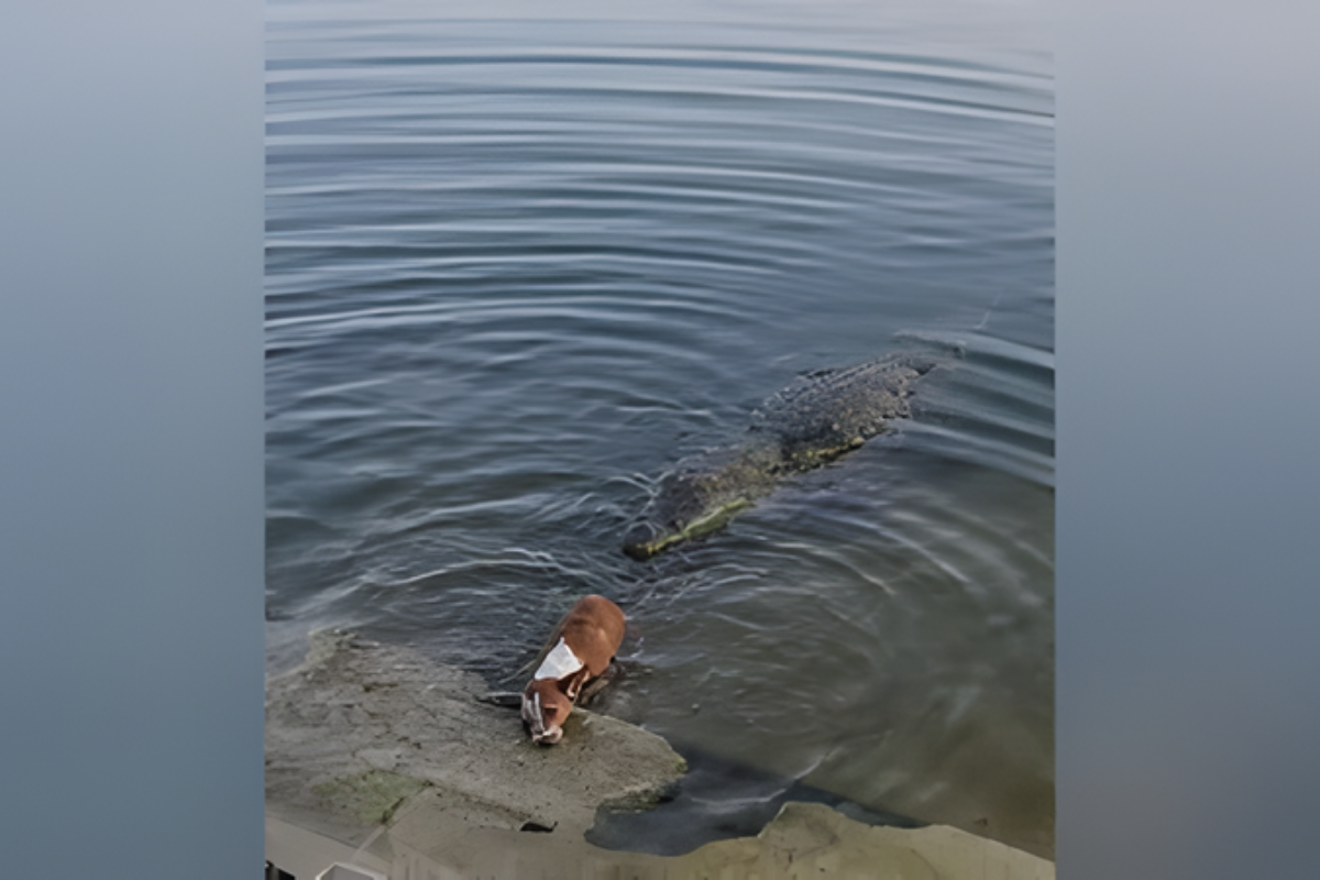 মাজার দিঘির কুমির-কুকুর ঘটনায় তদন্তে নতুন মোড়