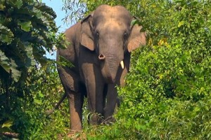 রামুতে বন্য হাতির আক্রমণে মা-মেয়ের মৃত্যু