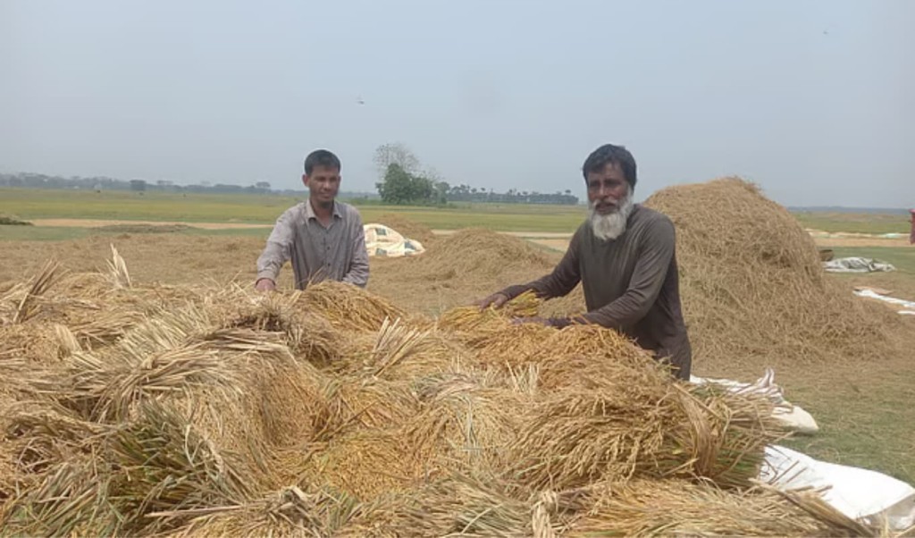 সুনামগঞ্জে বন্যা আতঙ্কে হাওরে দ্রুত ধান কাটছেন কৃষকেরা 3 সুনামগঞ্জে বন্যা আতঙ্কে হাওরে দ্রুত ধান কাটছেন কৃষকেরা