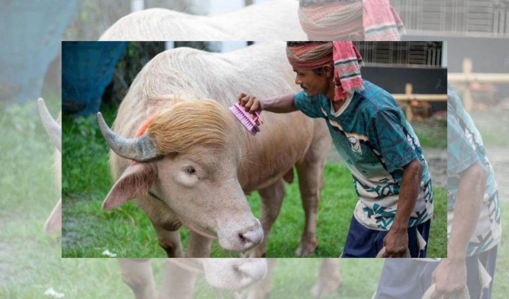 অ্যালবিনো মহিষ ‘ডোনাল্ড ট্রাম্প থানায় রাখা হলো নিরাপত্তায় অ্যালবিনো মহিষ ‘ডোনাল্ড ট্রাম্প’ থানায় রাখা হলো নিরাপত্তায়