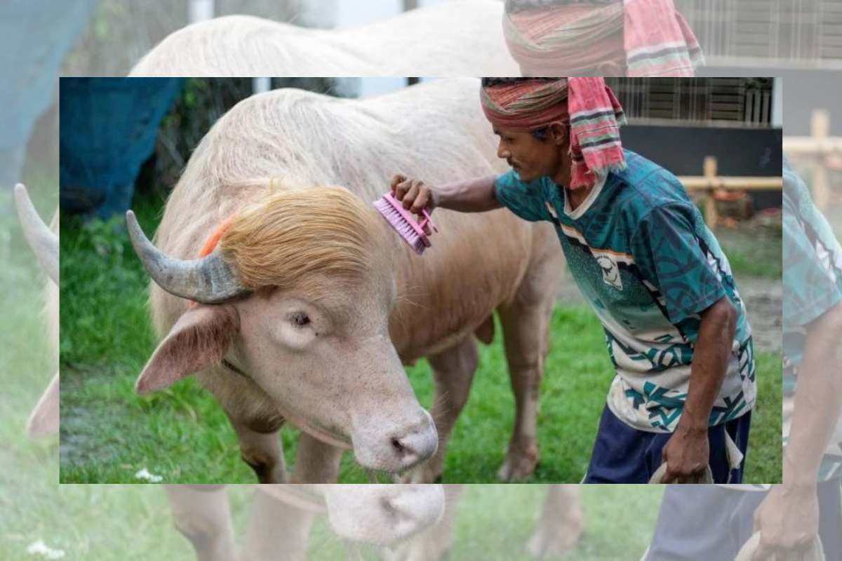 অ্যালবিনো মহিষ ‘ডোনাল্ড ট্রাম্প’ থানায় রাখা হলো নিরাপত্তায়