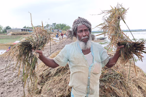 কাউয়াদীঘি হাওরে প্রান্তিক কৃষকদের ব্যাপক ফসল ক্ষতি ঘটে