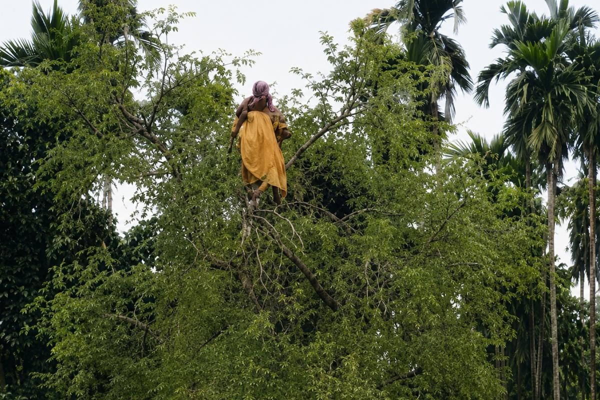 গাছে গৃহবধূ, উদ্ধার ঘিরে চাঞ্চল্য